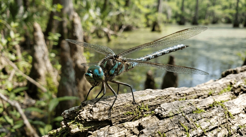 Swamp Darner
